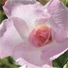 MANDEVILLA PARFAIT MOONLIGHT