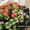 METROSIDEROS CRIMSON GLORY