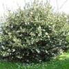 MICHELIA YUNNANENSE