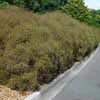 MUEHLENBECKIA ASTONII