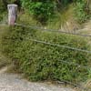 MUEHLENBECKIA COMPLEXA