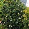 MURRAYA PANICULATA