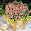 NEMESIA INNOCENCE PINK
