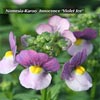 NEMESIA INNOCENCE VIOLET ICE