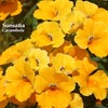 NEMESIA SUNSATIA CARAMBOLA