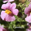 NEMESIA SUNSATIA CASSIS