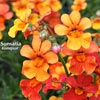 NEMESIA SUNSATIA KUMQUAT