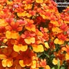 NEMESIA SUNSATIA MARANON