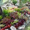 NEOREGELIA HYBRIDS