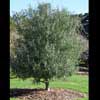 OLEA EL GRECO