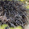 OPHIOPOGON BLACK DRAGON
