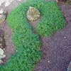 OPHIOPOGON JAPONICUS NANA
