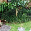 OPHIOPOGON JAPONICUS