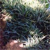 OPHIOPOGON PLANISCARPUS
