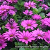 OSTEOSPERMUM MAGENTA