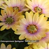OSTEOSPERMUM YELLOW BLUSH