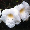 PANDOREA JASMINOIDES LADY DI