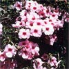 PANDOREA JASMINOIDES ROSEA SUPERBA