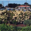PANDOREA PANDORANA