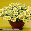 PETUNIA CITRUS BELLE