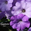 PETUNIA HAPPITUNIA AZUR