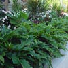 PHILODENDRON XANADU