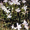 PRATIA ANGULATA