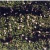 PRATIA PUBERULA ALBA