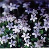 PRATIA PUBERULA