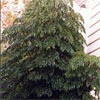 RADERMACHERA SINICA