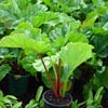 RHEUM X HYBRIDUM VICTORIA