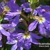 SCAEVOLA ERECT EARLY BLUE