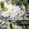 SCAEVOLA WHITE WONDER