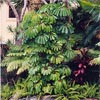 SCHEFFLERA ACTINOPHYLLA