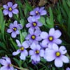 SISYRINCHIUM BERMUDIANUM