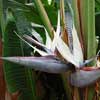 STRELITZIA NICOLAI