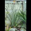 STRELITZIA PARVIFOLIA VAR JUNCEA
