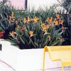 STRELITZIA REGINAE