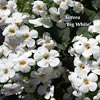 SUTERA BIG WHITE