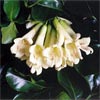 TECOMANTHE SPECIOSA