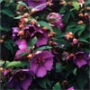 TIBOUCHINA ORGANENSIS