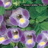 TORENIA VIVA BLUE