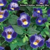 TORENIA VIVA MIDNIGHT BLUE