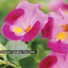 TORENIA VIVA PINK