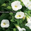 TORENIA VIVA SNOW