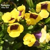 TORENIA VIVA SOL