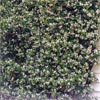 TRACHELOSPERMUM JASMINOIDES