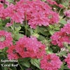 VERBENA CORAL RED