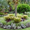VRIESEA HIEROGLYPHICA