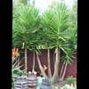 YUCCA ELEPHANTIPES